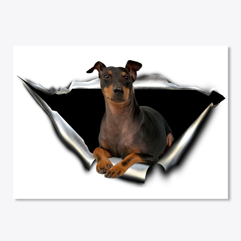 English Toy Terrier