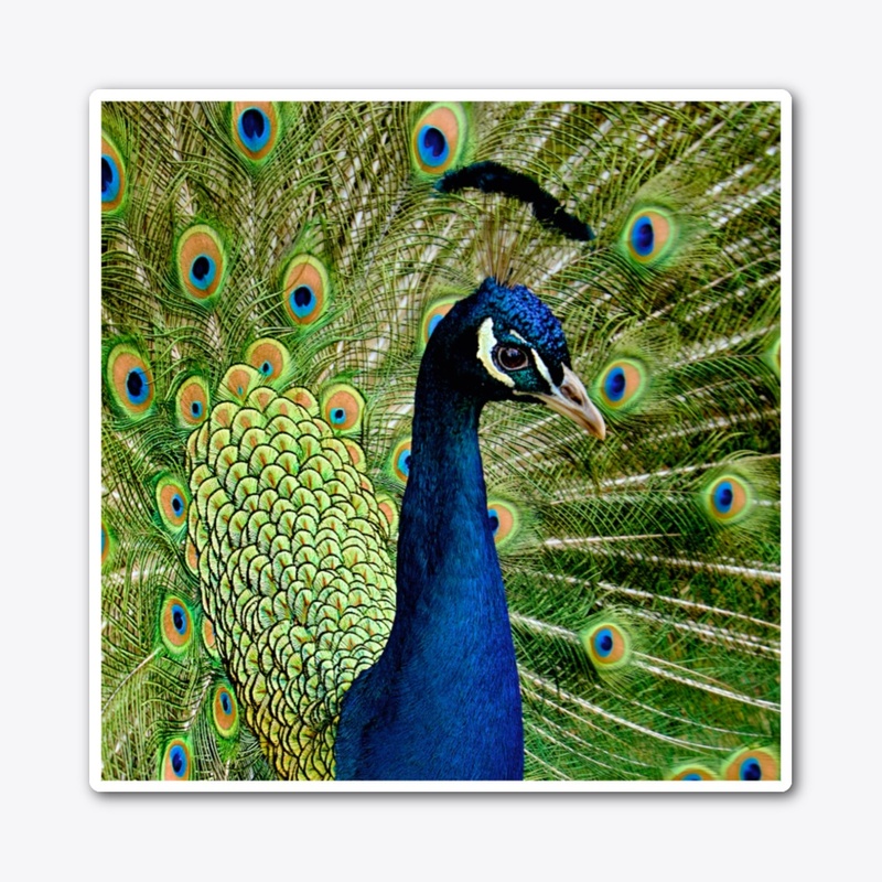 Peacock Feather Blue Green Bird Wildlife