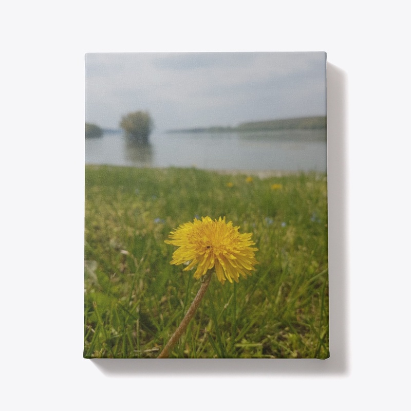 Danube river and dandelion 2