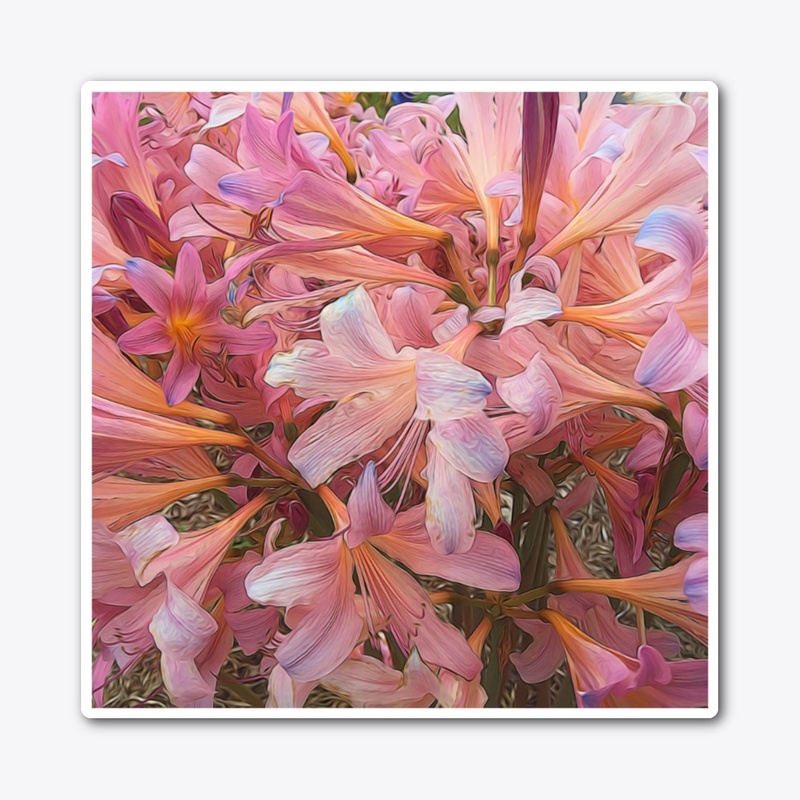 Pink Amaryllis