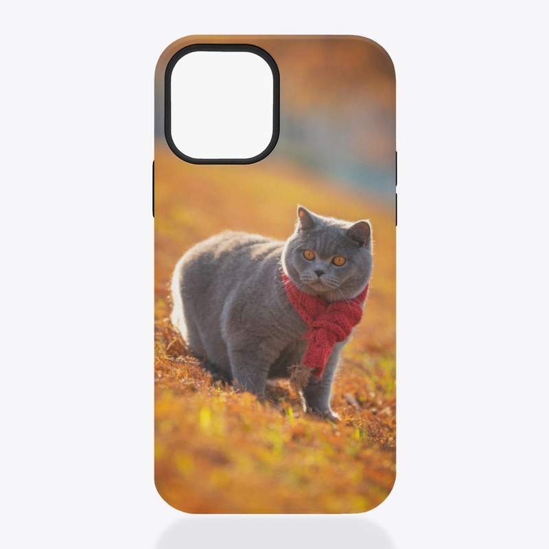 Cute cat