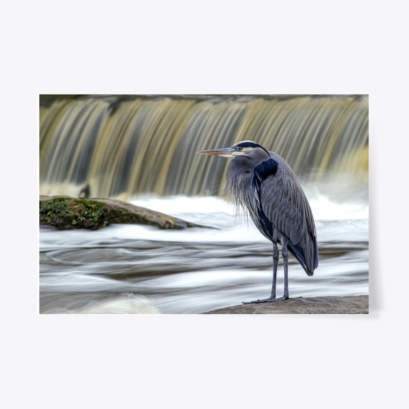 Great Blue Heron at Waterfall