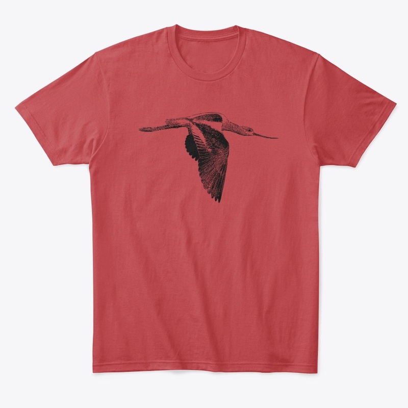 American Avocet Birdwatching