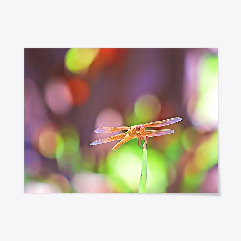 Flame Skimmer Dragonfly