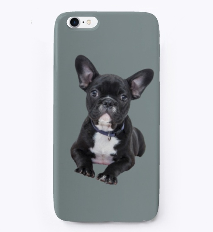 boston terrier