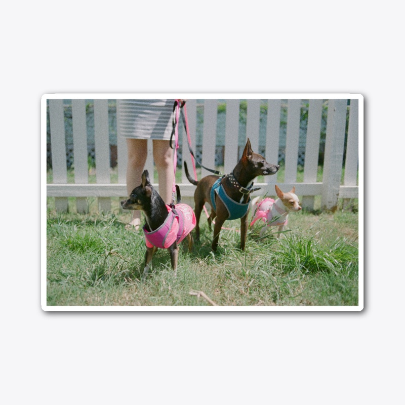 My Dogs