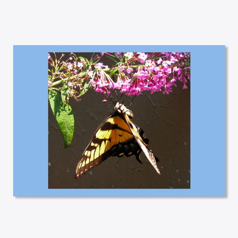 butterfly flower 