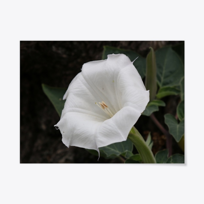Moonflower 