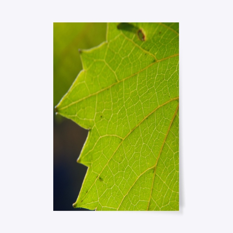 green leaf macro
