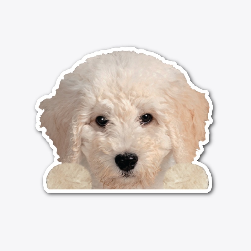 Australian Doodle