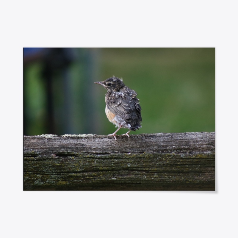 Baby Robin 1