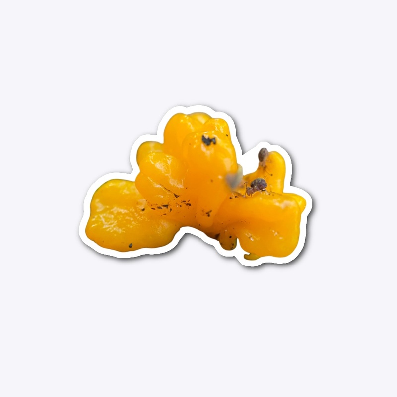 Orange Jelly Fungi