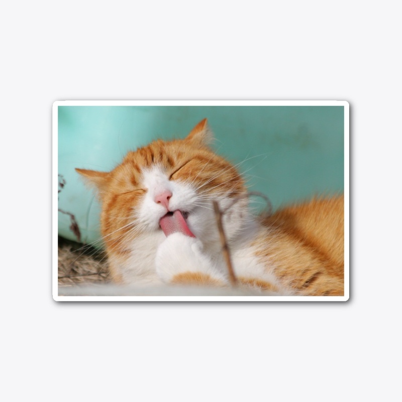 Sleepy cat 