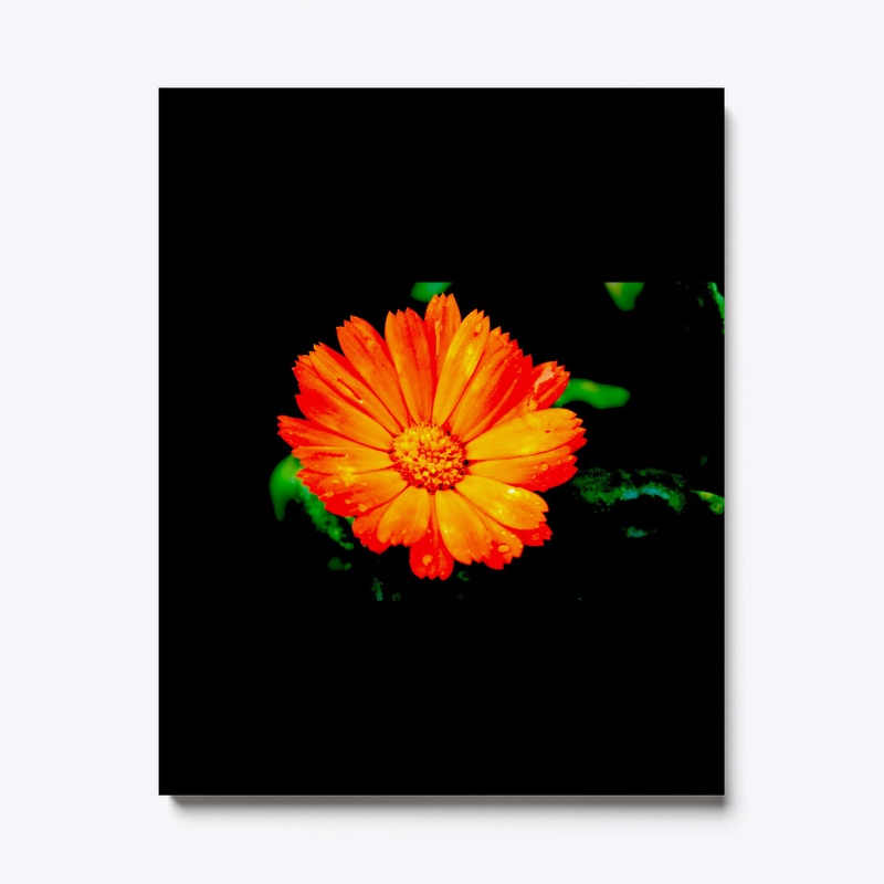 Bring spring into your home!