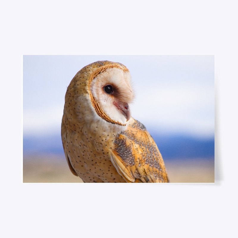 Barn Owl Close Up