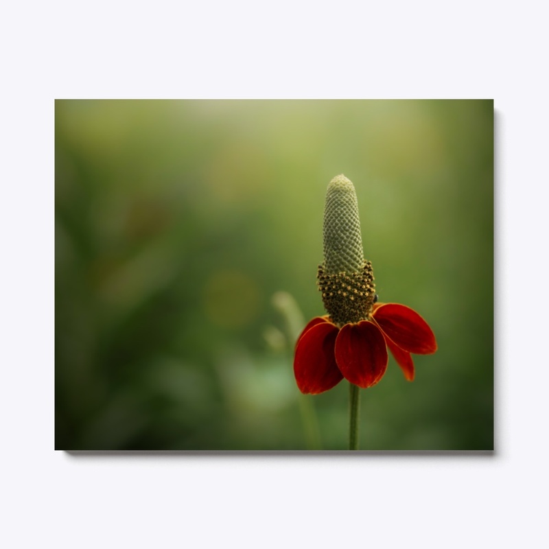Red Spike Mexican Hat Flower