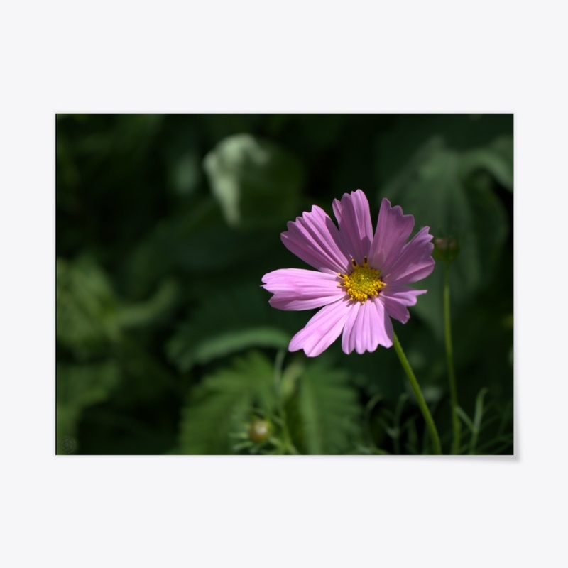 Flower 16