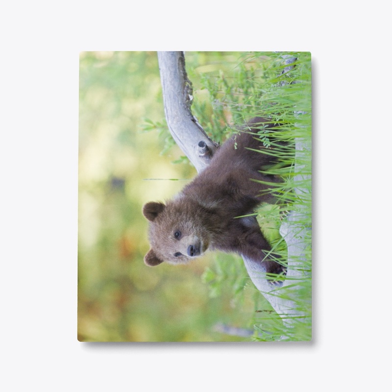 Spring Grizzly Bear Cub Look On