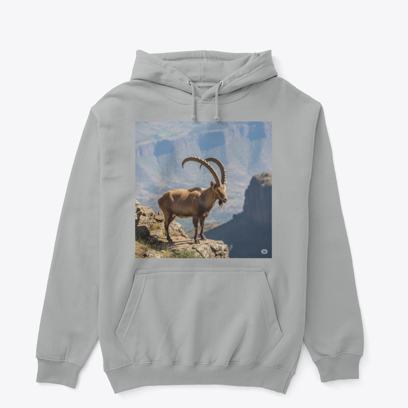 Ethiopian Ibex