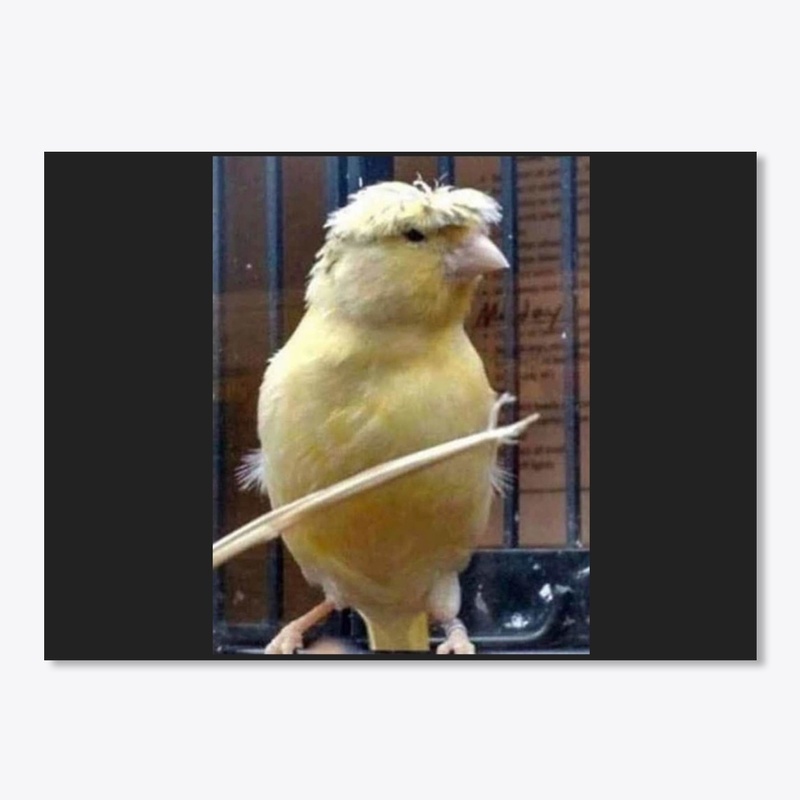 Birb w/ nice hair
