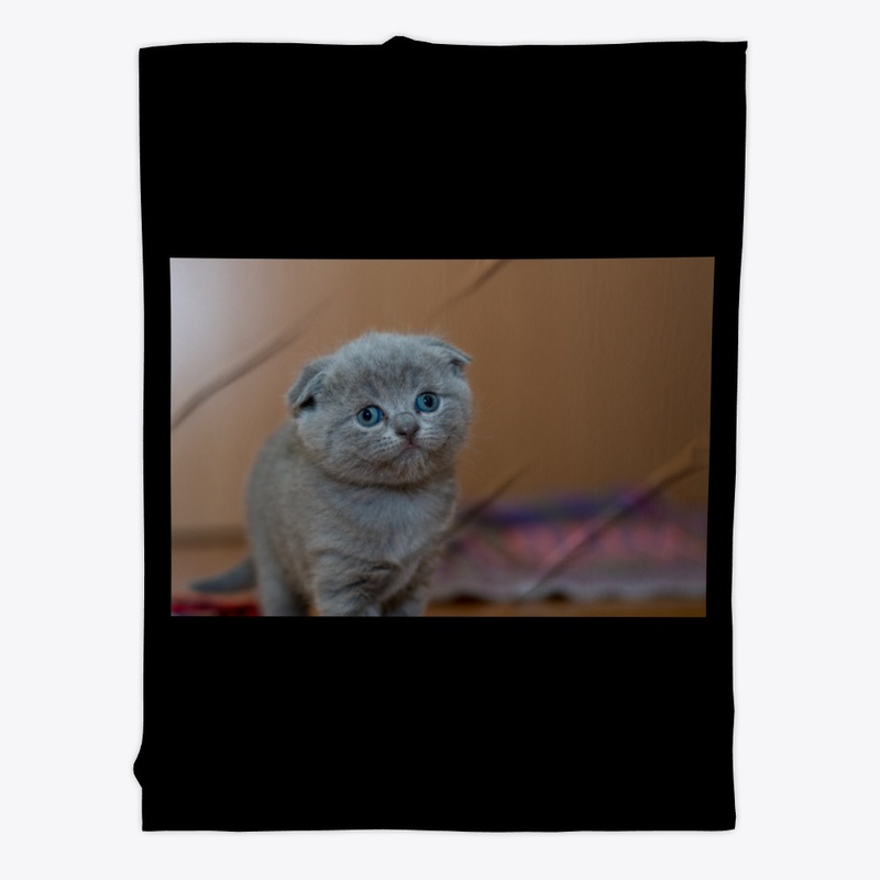 Cute fluffy kitty