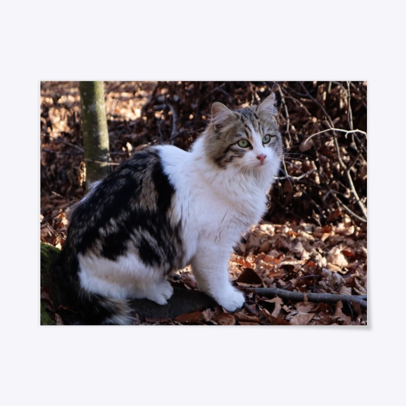 Cat in The Forest Photograph