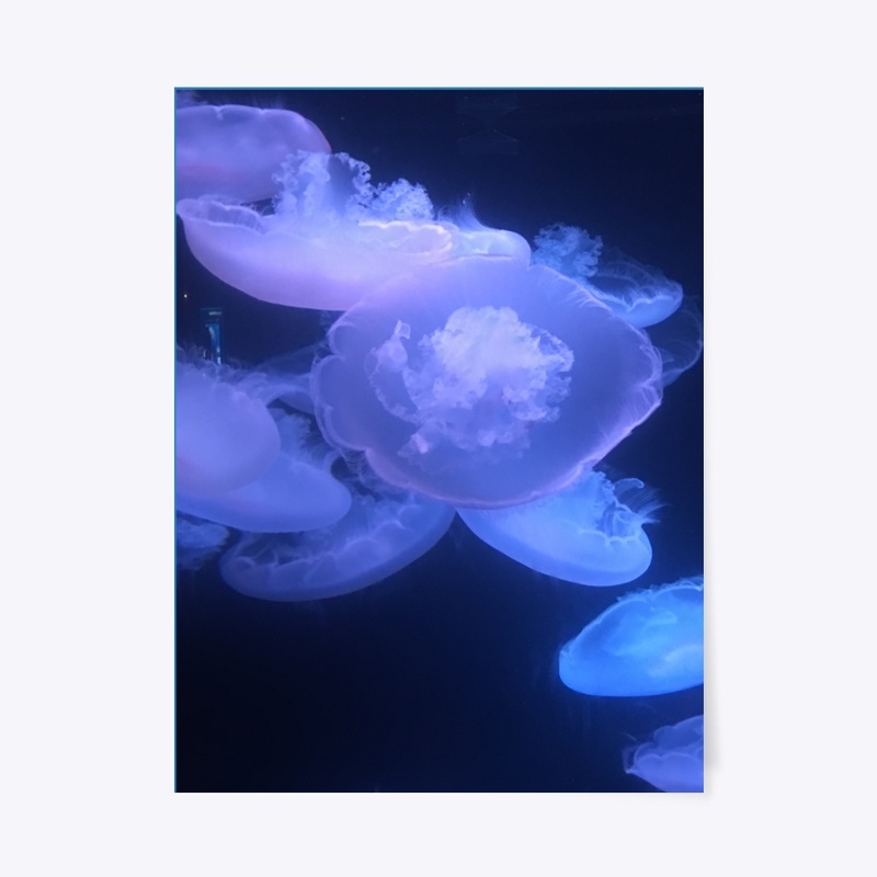 Jelly Fish