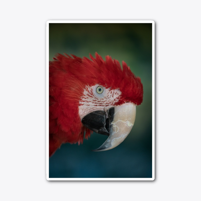 Birds of a feather 1