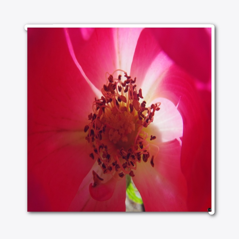 rose flower garden