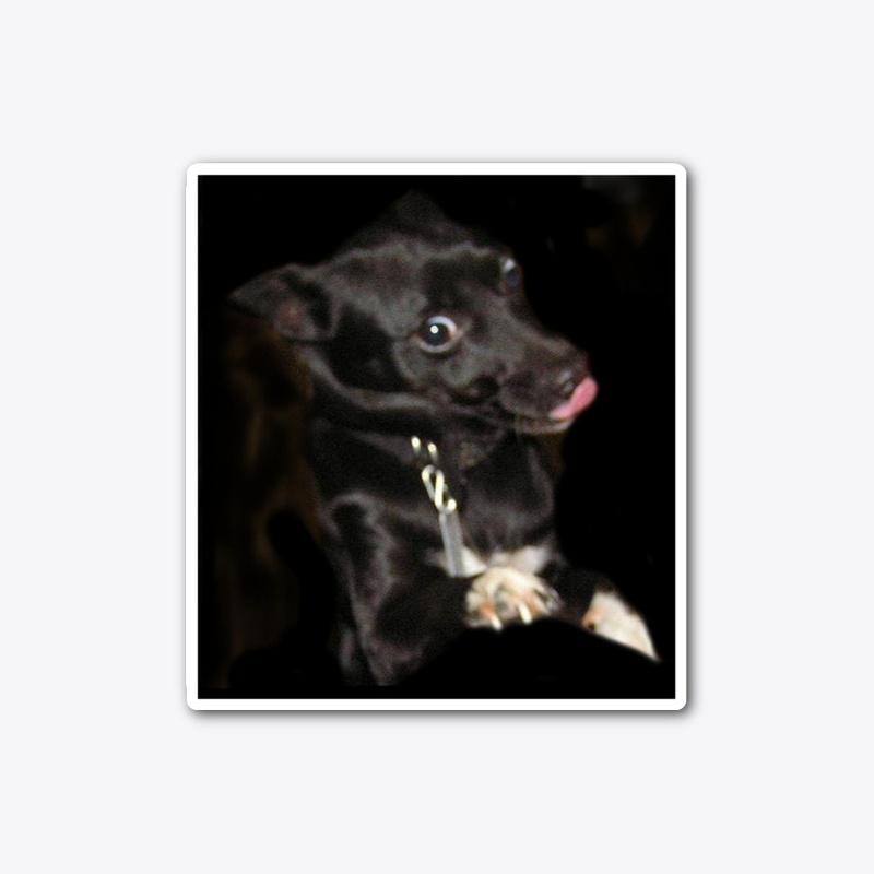 Cute funny dog