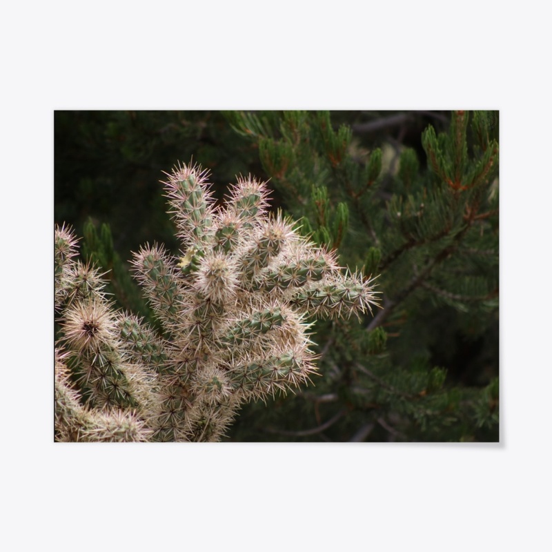Cactus 1