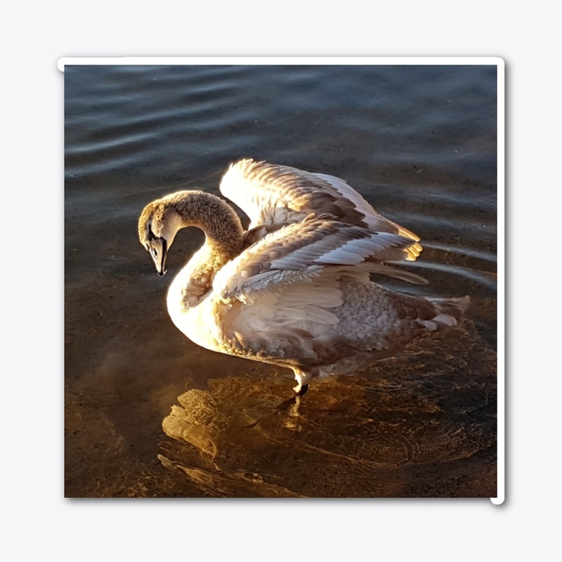 Stockholm Swan 3