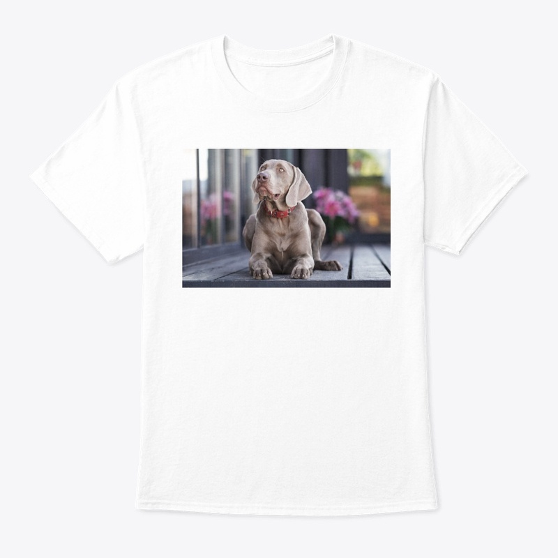 long haired weimaraner