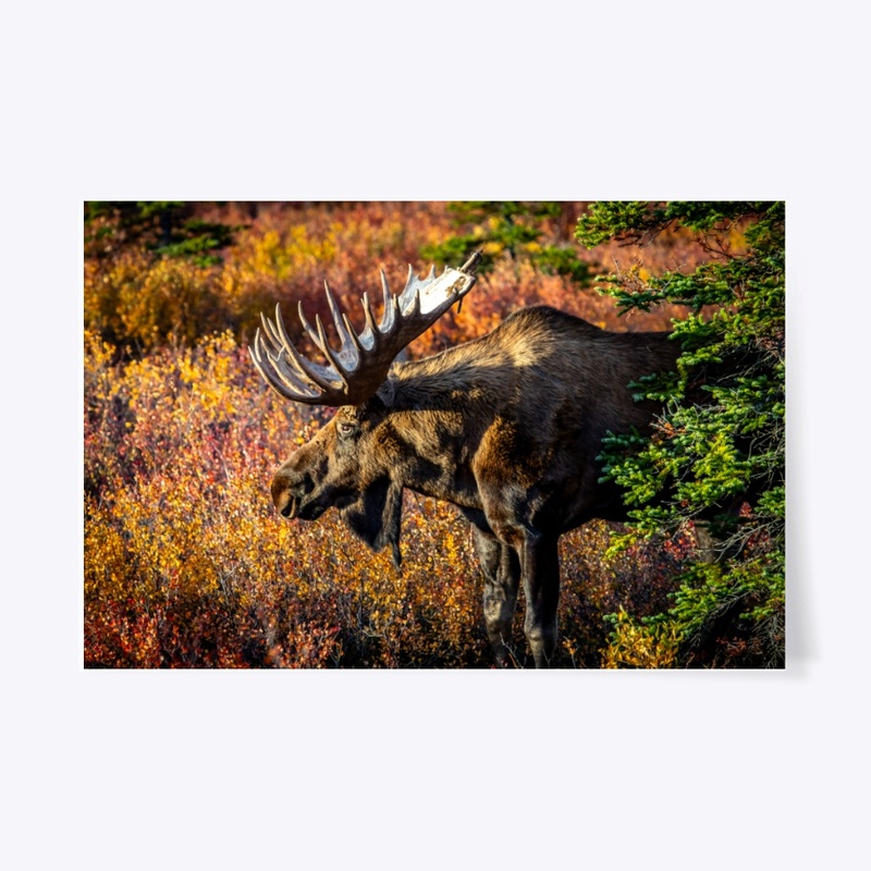 Bull Moose 