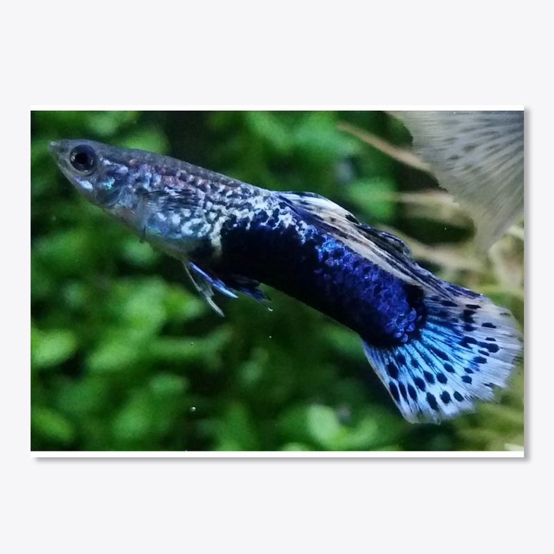 Guppy Sticker