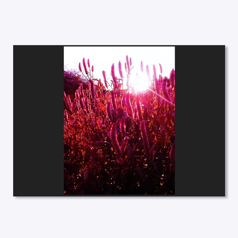 Pink Fountain Grass at Sunset