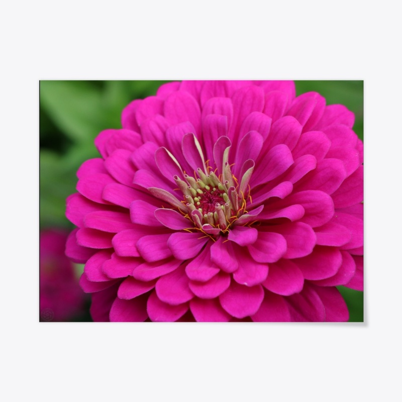 Flower 5