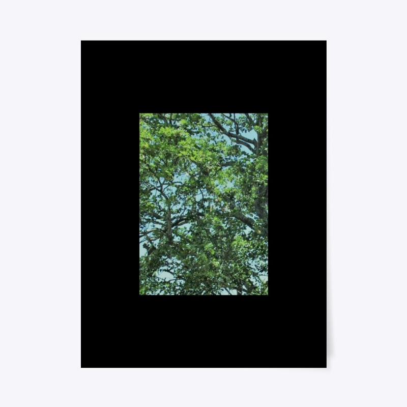 THE AERIAL TREE