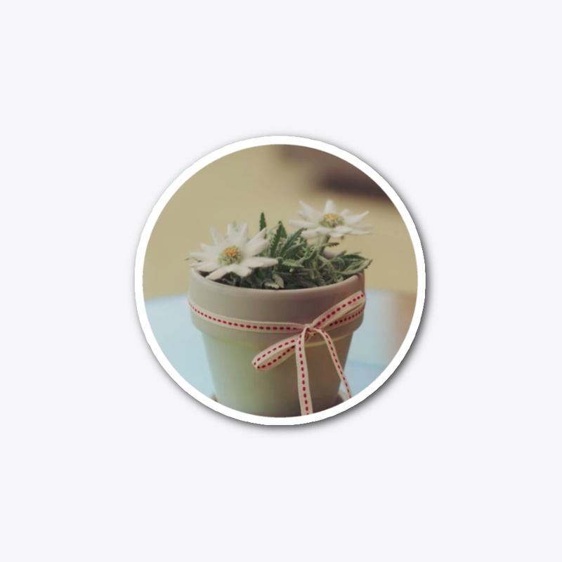 Edelweiss Flower