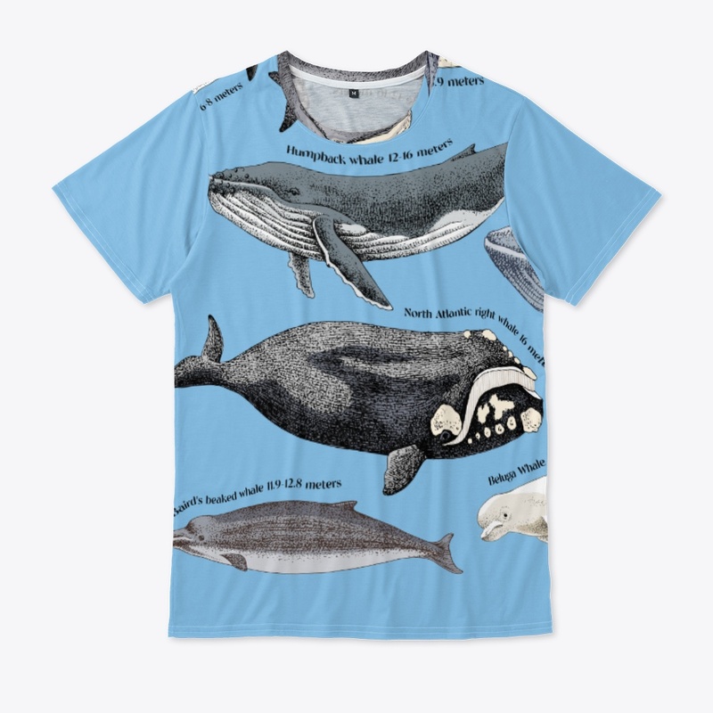 Illustration of Whales