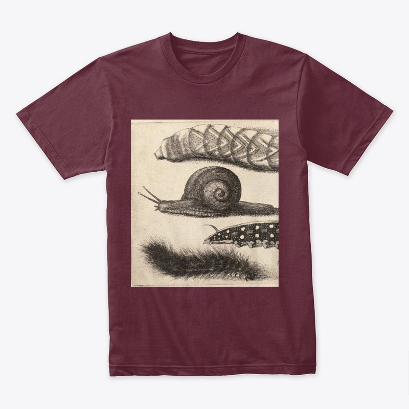 mollusca
