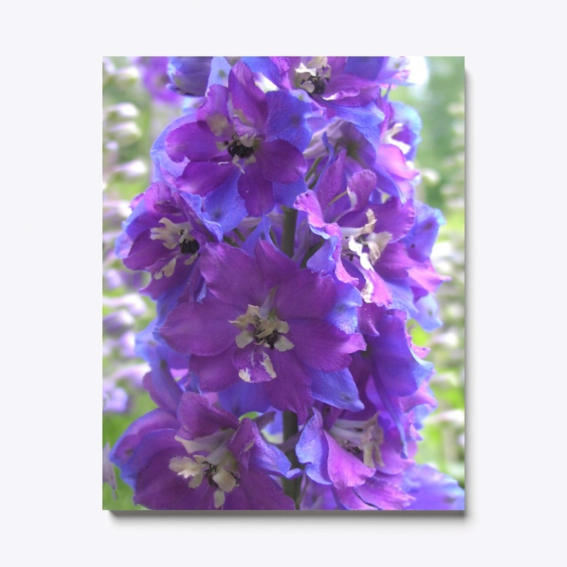The Royal Delphinium