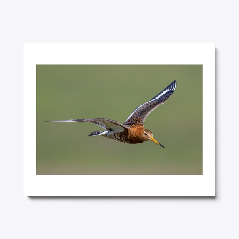 Black-tailed Godwit