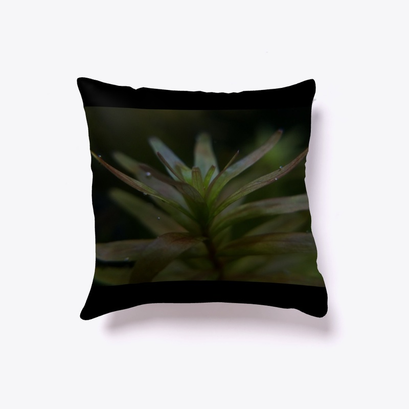 Rotala Rotundifolia Ceylon Pink Pillow!