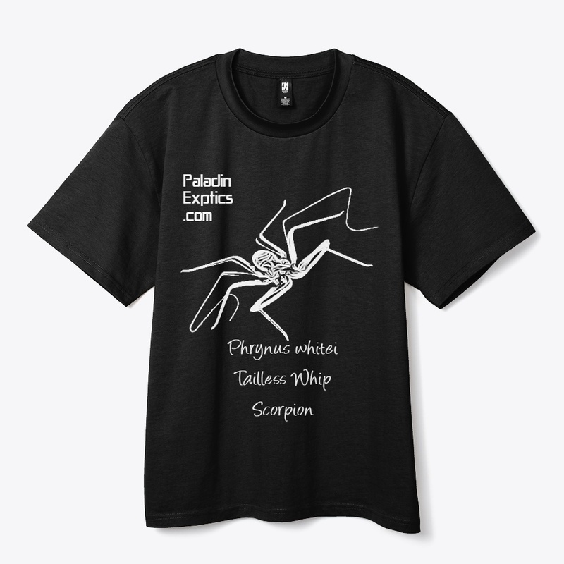 Tailless Whip Scorpion (White)
