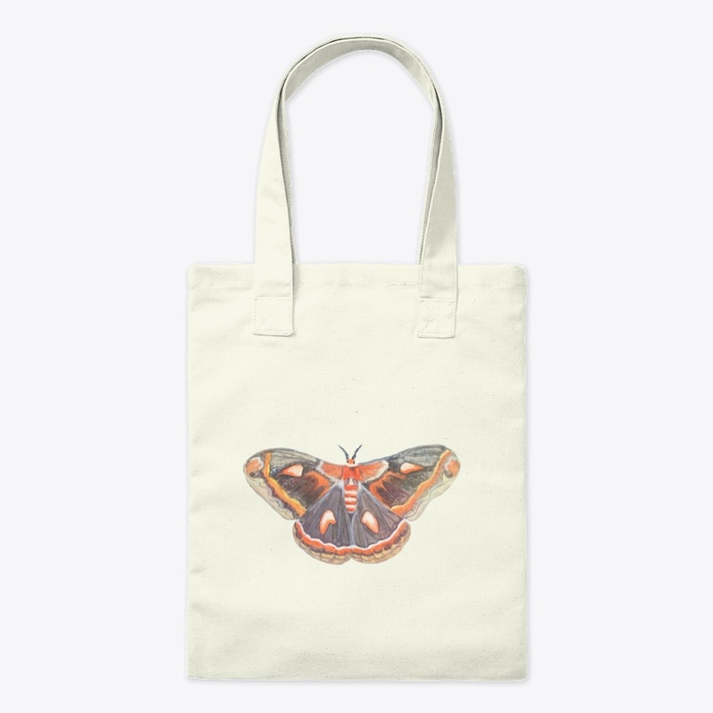 Cecropia Moth Large