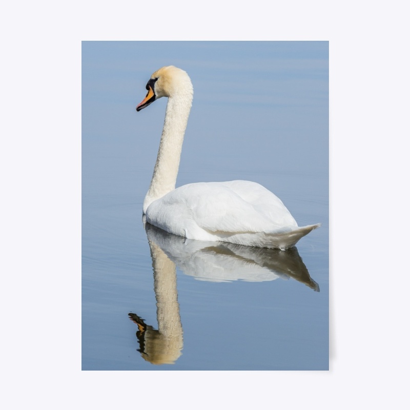 Swan mirror image