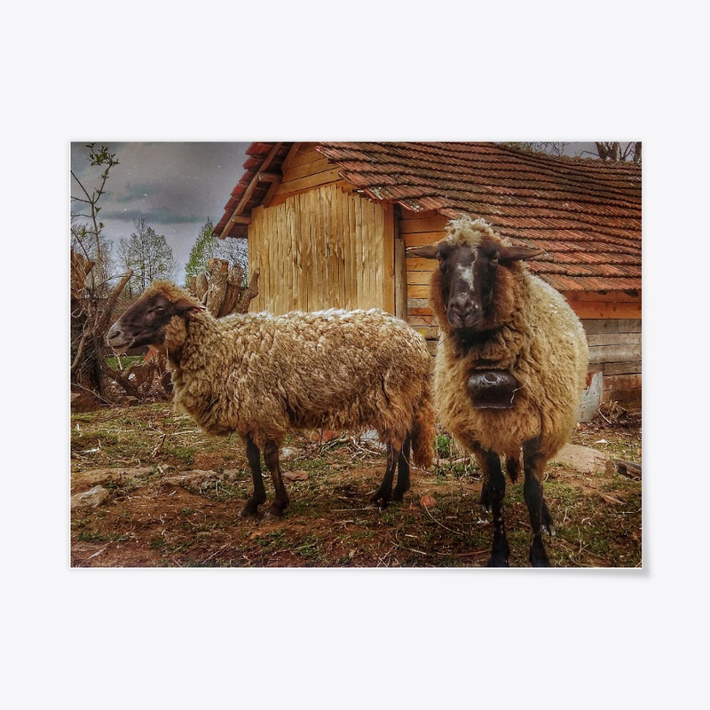 Bulgarian sheep