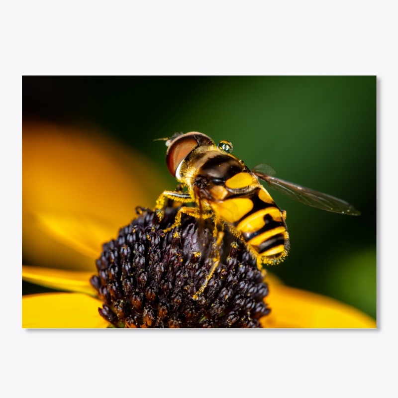 Hover Fly on Flower