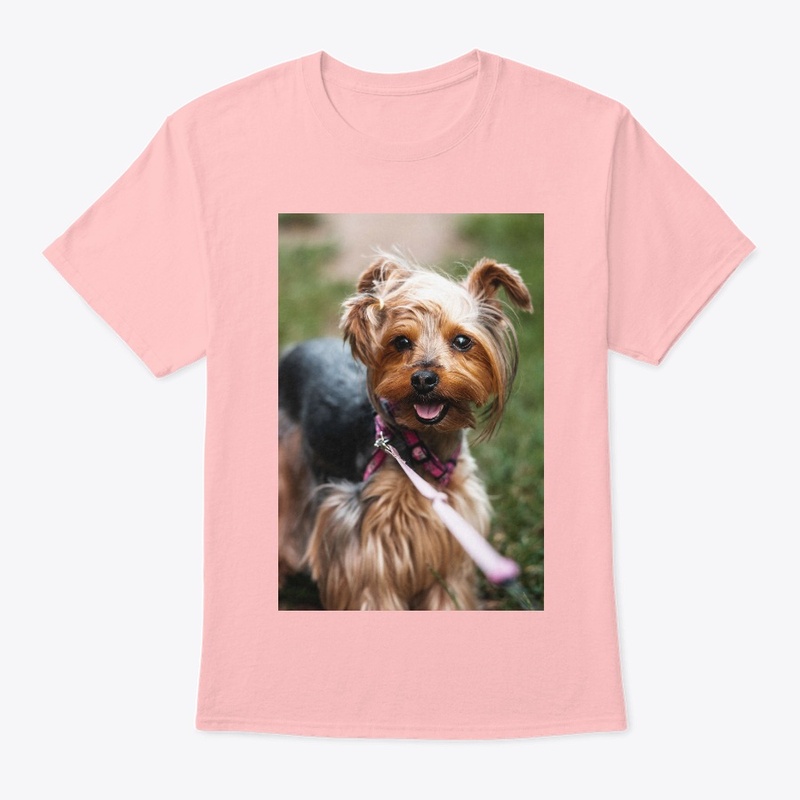 Walking Cute Yorkshire Terrier
